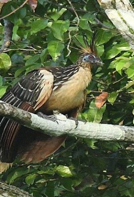 birdwatching-26