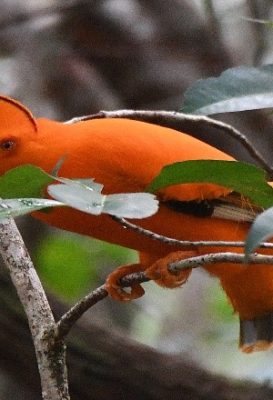 birdwatching-4
