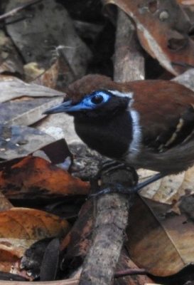 birdwatching-5