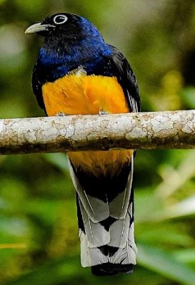 birdwatching-6