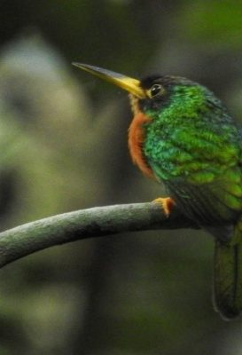 birdwatching-7