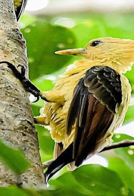 birdwatching-8