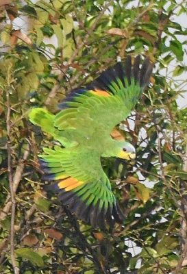 birdwatching-9
