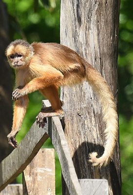 A monkey observed in the forest during a visit to Janauari Ecological Park