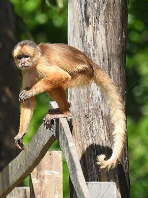 A monkey observed in the forest during a visit to Janauari Ecological Park