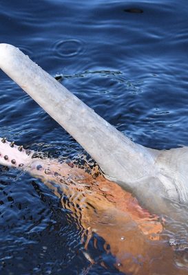 Visitors meeting a pink river dolphin during a one day Amazon tour from Manaus
