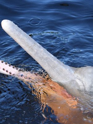Visitors meeting a pink river dolphin during a one day Amazon tour from Manaus