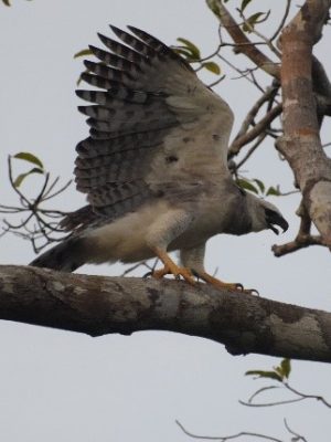 ecological-expedition-12