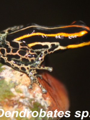 ecological-expedition-16