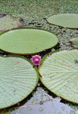 ecological-expedition-19