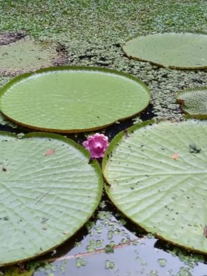 ecological-expedition-19