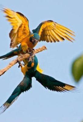 ecological-expedition-21-pfpzl8xotc5fei5wxmcbuavgn7bytbemy5dk4zf3vs