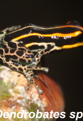 ecological-expedition-27