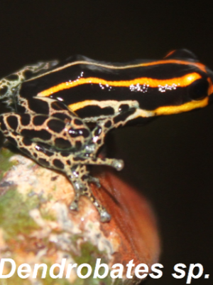 ecological-expedition-27