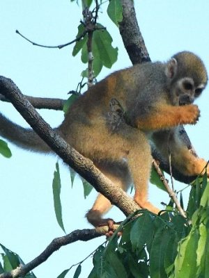 ecological-expedition-5