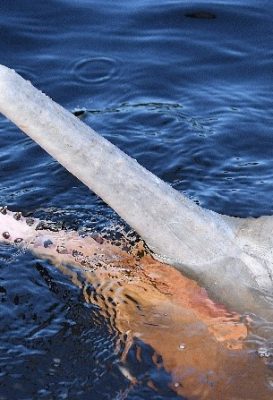 ecological-expedition-6