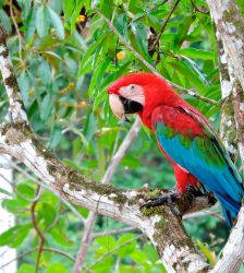 Red Macaw