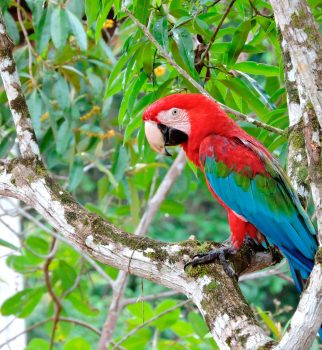 Red Macaw